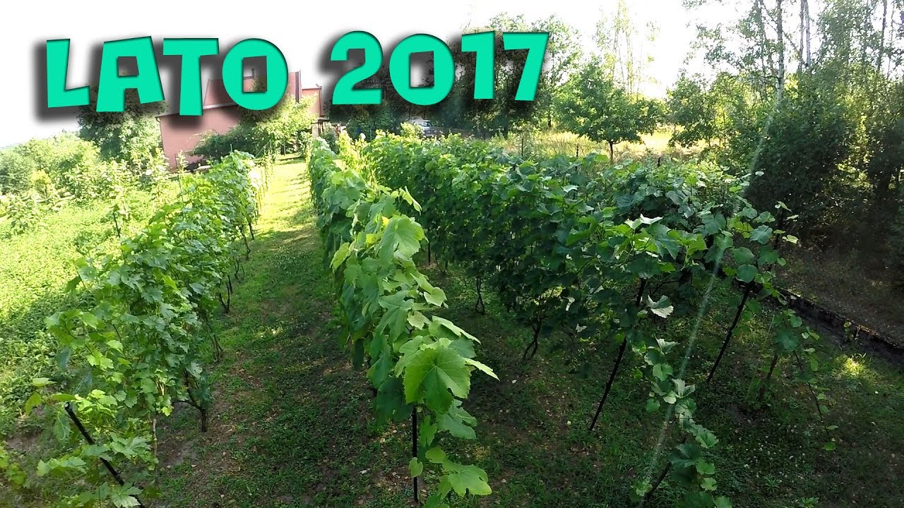 Letni spacer po winnicy. Słów kilka o rusztowaniach, odmianach, pasierbach....