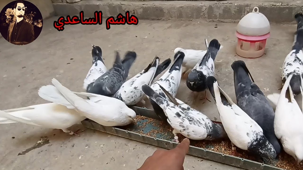 علاج الديدان مع رافع مناعه أخوكم الهاوي هاشم الساعدي تابع وستفاد