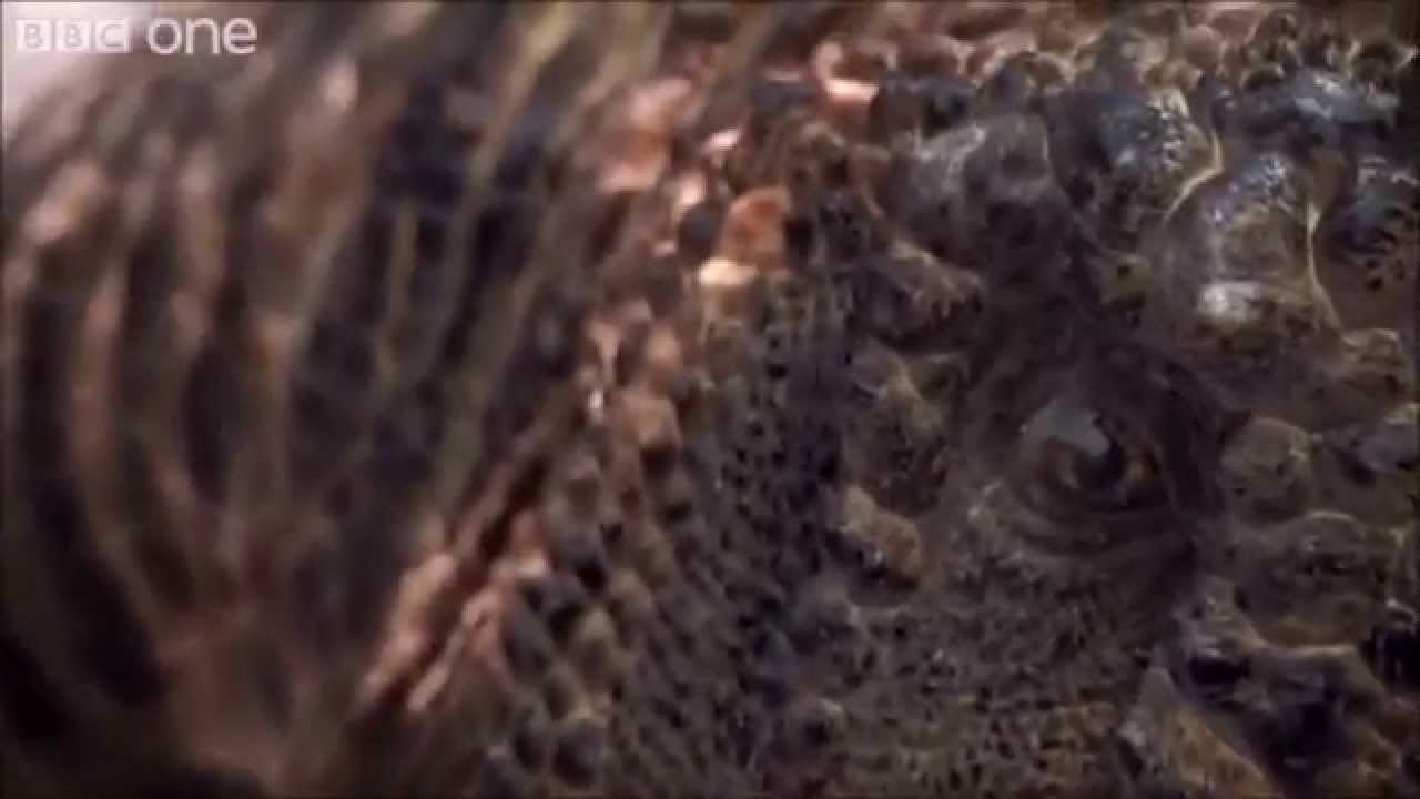 Carcharodontosaurus Tribute - Monster