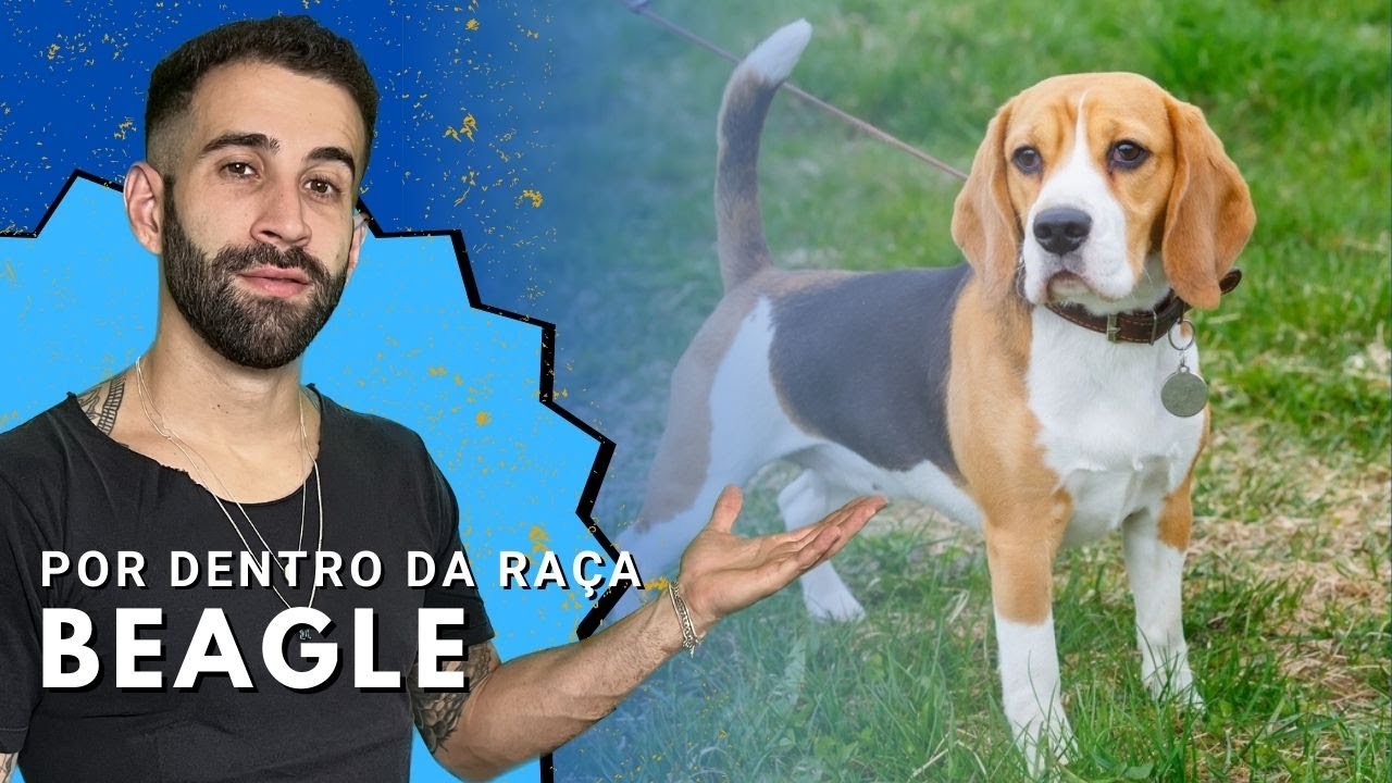 Tudo sobre a raça BEAGLE