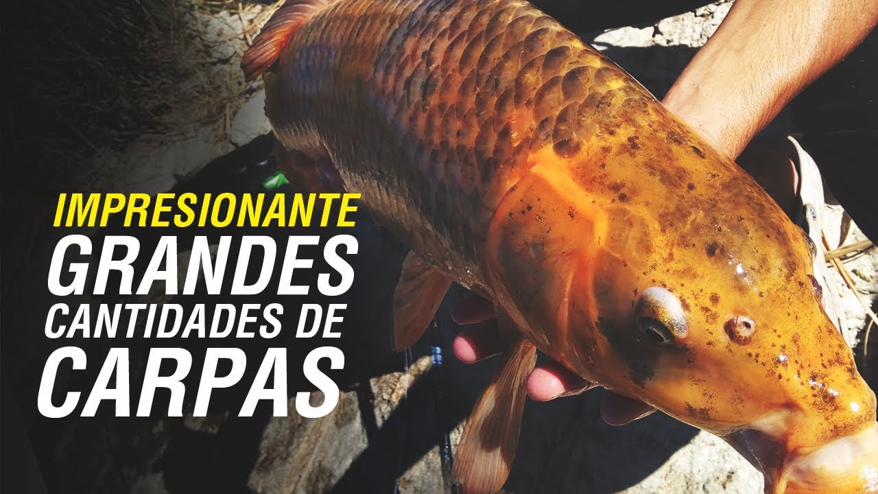 IMPRESIONANTE PESCA DE CARPAS, GRAN CANTIDAD - UNDERCARP - Carpfishing Argentina
