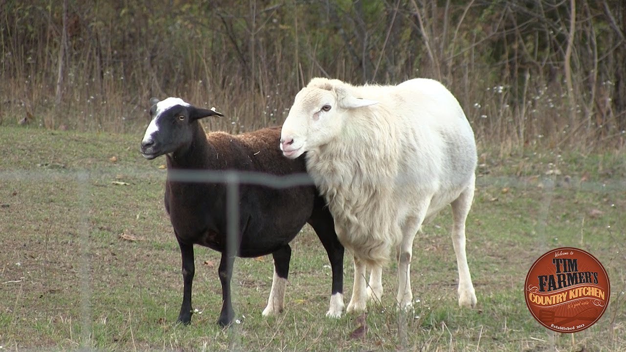Moving the Ram in with Sheep