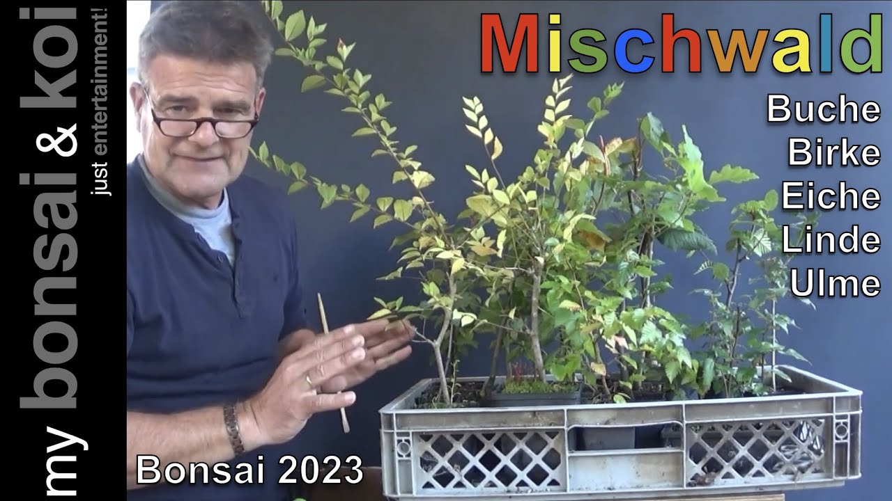 Bonsai 2023-46 - Buche, Birke, Eiche, Linde und Ulme - Großprojekt Mischwald
