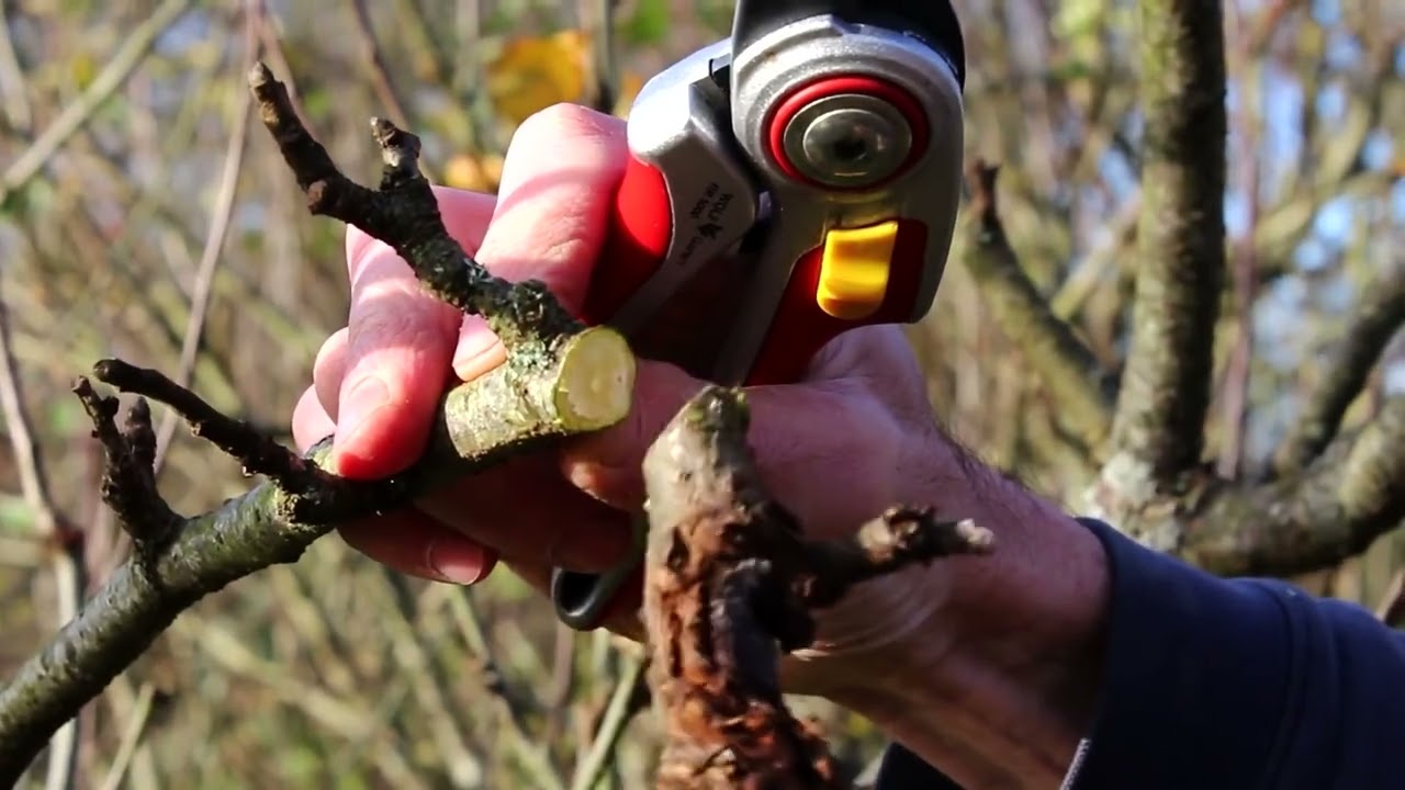 🔴 Gardeners'World 2022 | 🍀 How to Identify and Remove Canker from Apple Trees