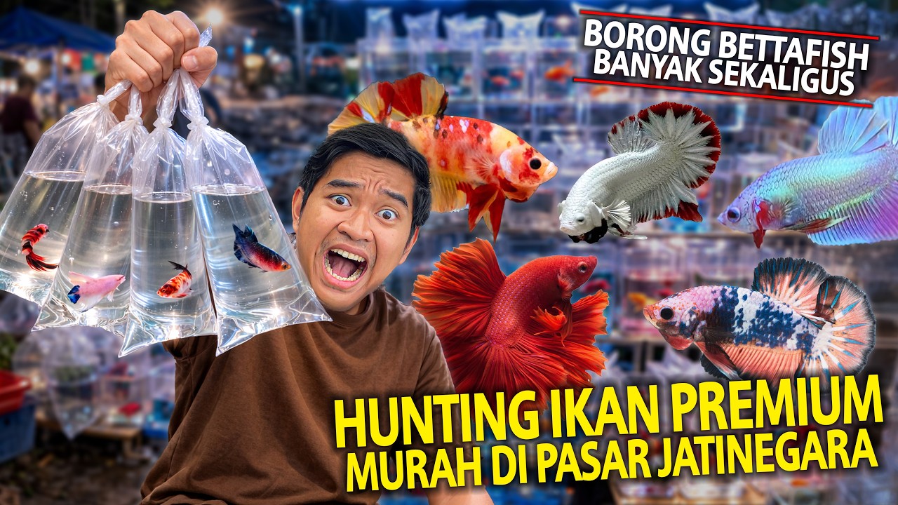 HUNTING IKAN PREMIUM MURAH DI PASAR IKAN JATINEGARA! BORONG BETTA FISH BANYAK SEKALIGUS!