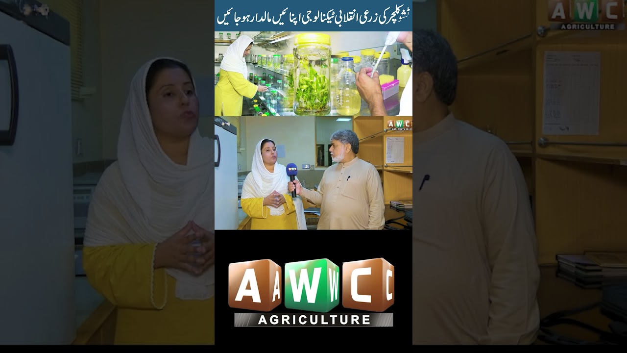 Tissue Culture Ki Zarai Inqlabi Technology