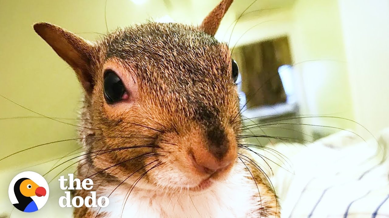 This Rescued Squirrel Is The Ultimate Diva | The Dodo