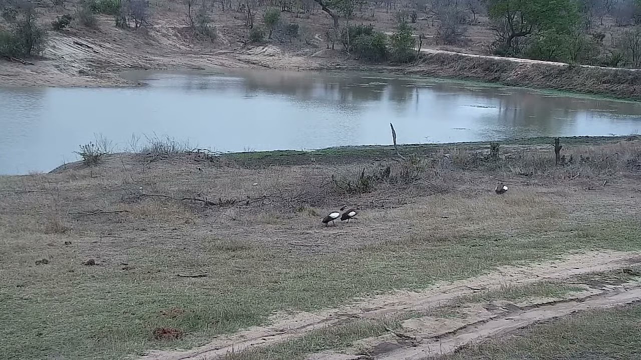 Djuma: Egyptian Geese having dispute with intruder Geese - 17:08 - 10/04/21