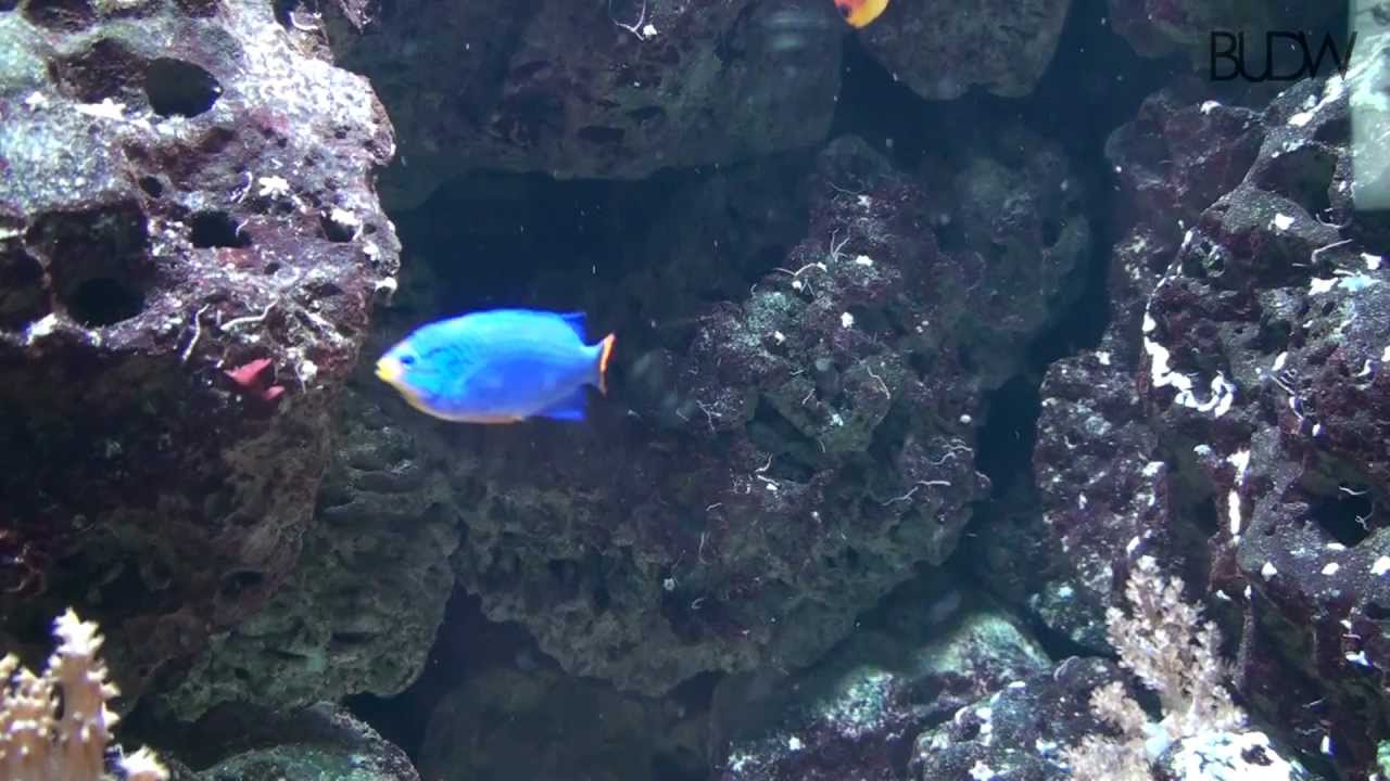 BERLIN - Zoo-Aquarium I - 