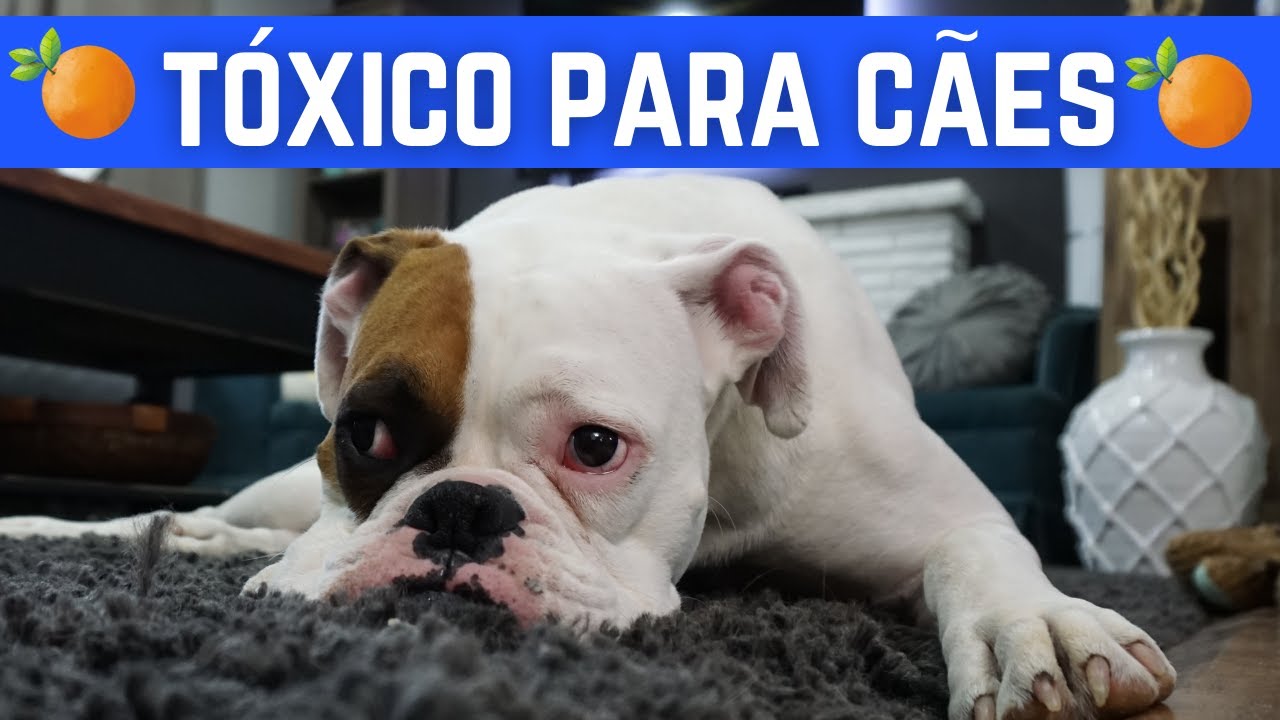 Cachorro pode tomar suco de laranja?