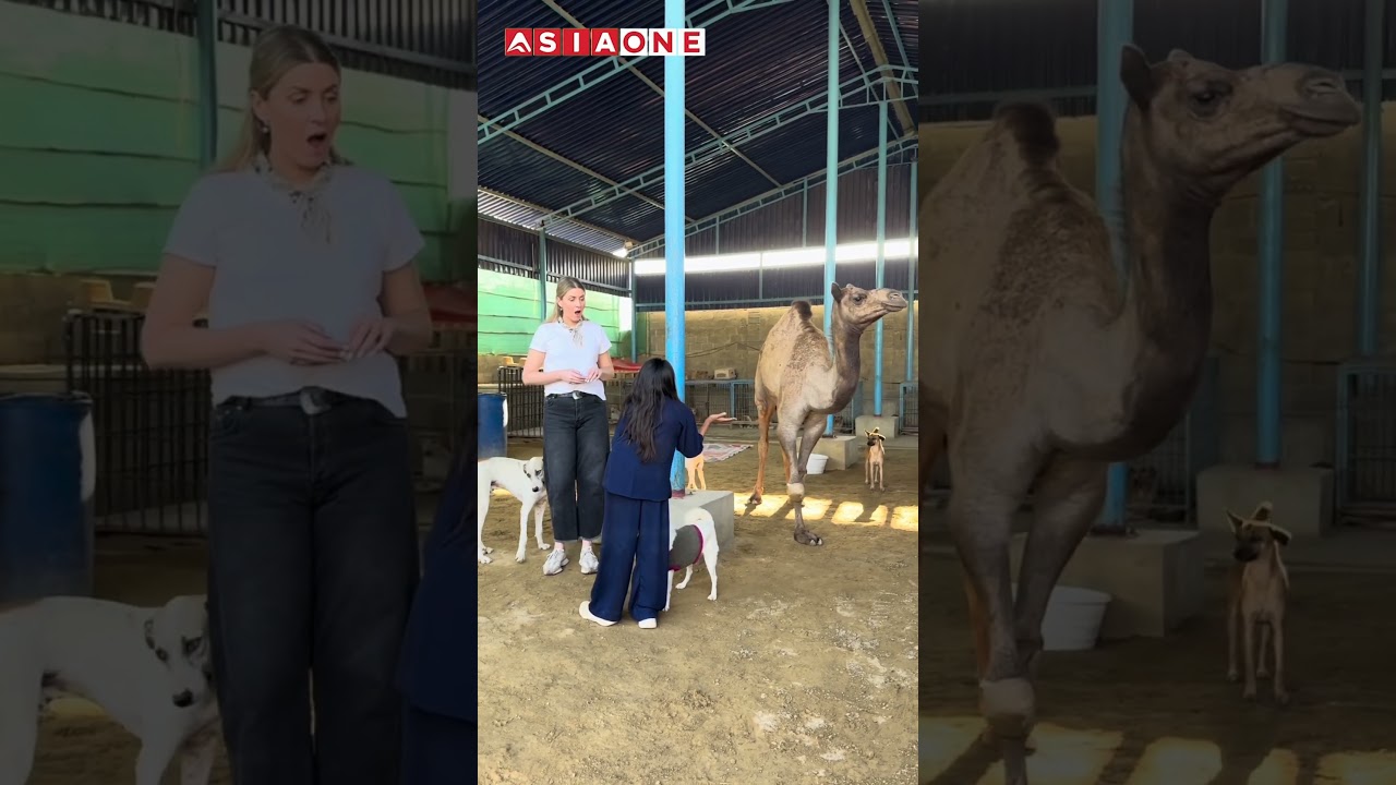 Karachi’s abandoned animals get a second chance at CDRS Benji | Morning Asia