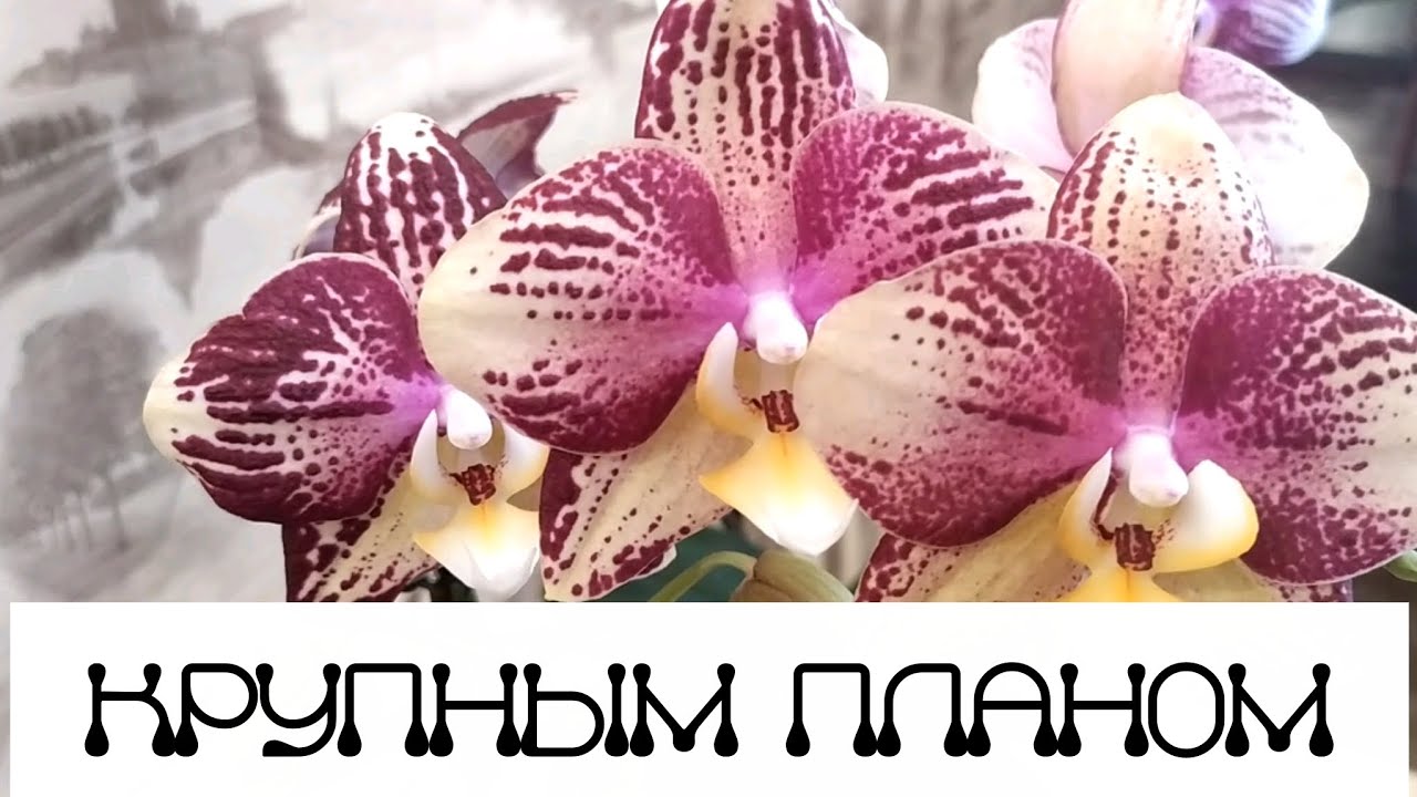 Крупным планом орхидеи #Piniff#Phantom#SmaileLucifer