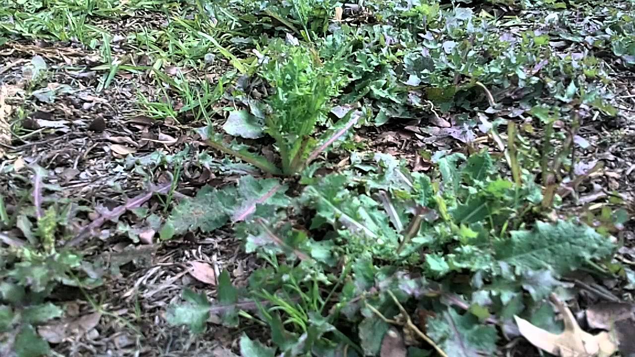 Cobra Head versus Texas Bull Thistle
