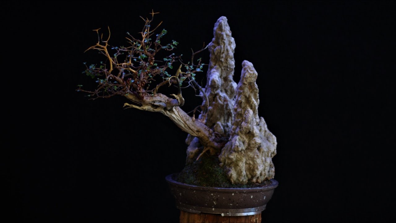Katy - sekijoju - Acerola (Malpighia emarginata) vídeo 7