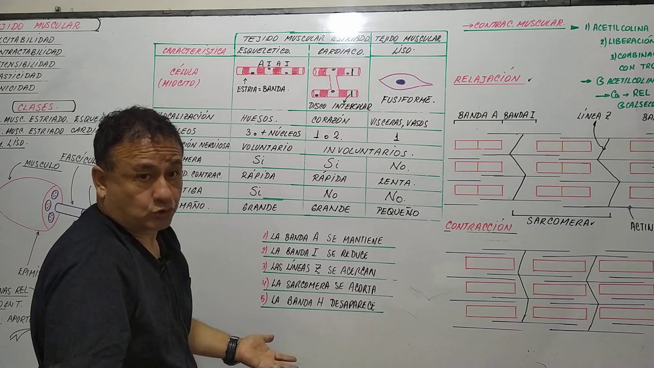 TEJIDO MUSCULAR - CARACTERÍSTICA - CLASES - FUNCIÓN - CLASIFICACIÓN