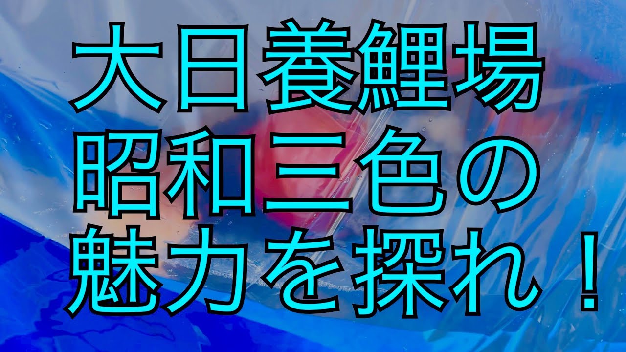 Super Koi Talk 2-1