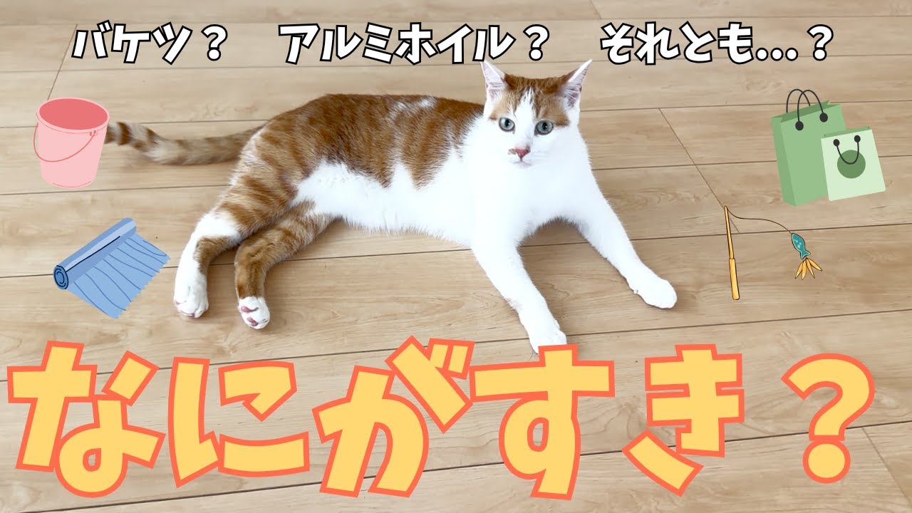 なにがすき？いろんなおもちゃを目の前においてみました！