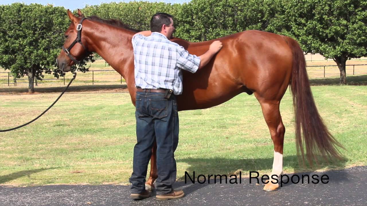 Equine Neurologic Exam by Mark DePaolo, DVM