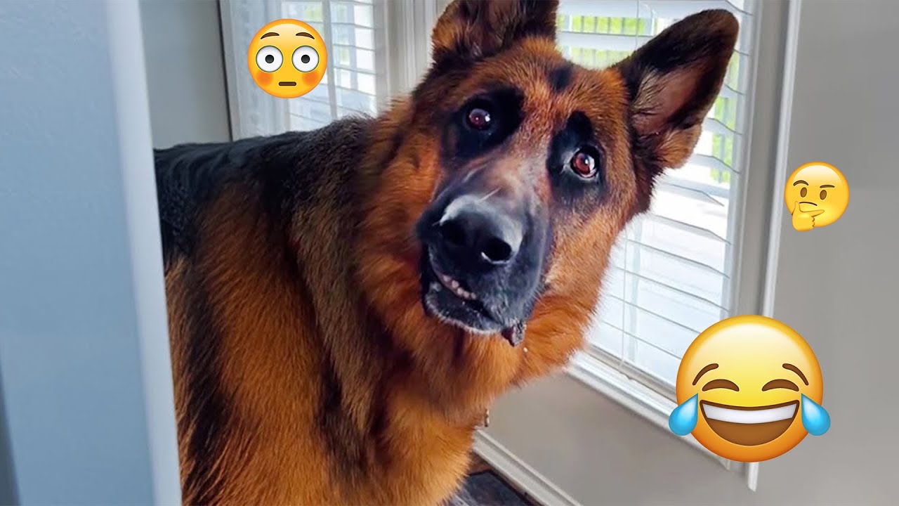 I dare you not to LAUGH at these FUNNY DOGS 😁🦮 - Best Funny Animals Videos 2025 #83