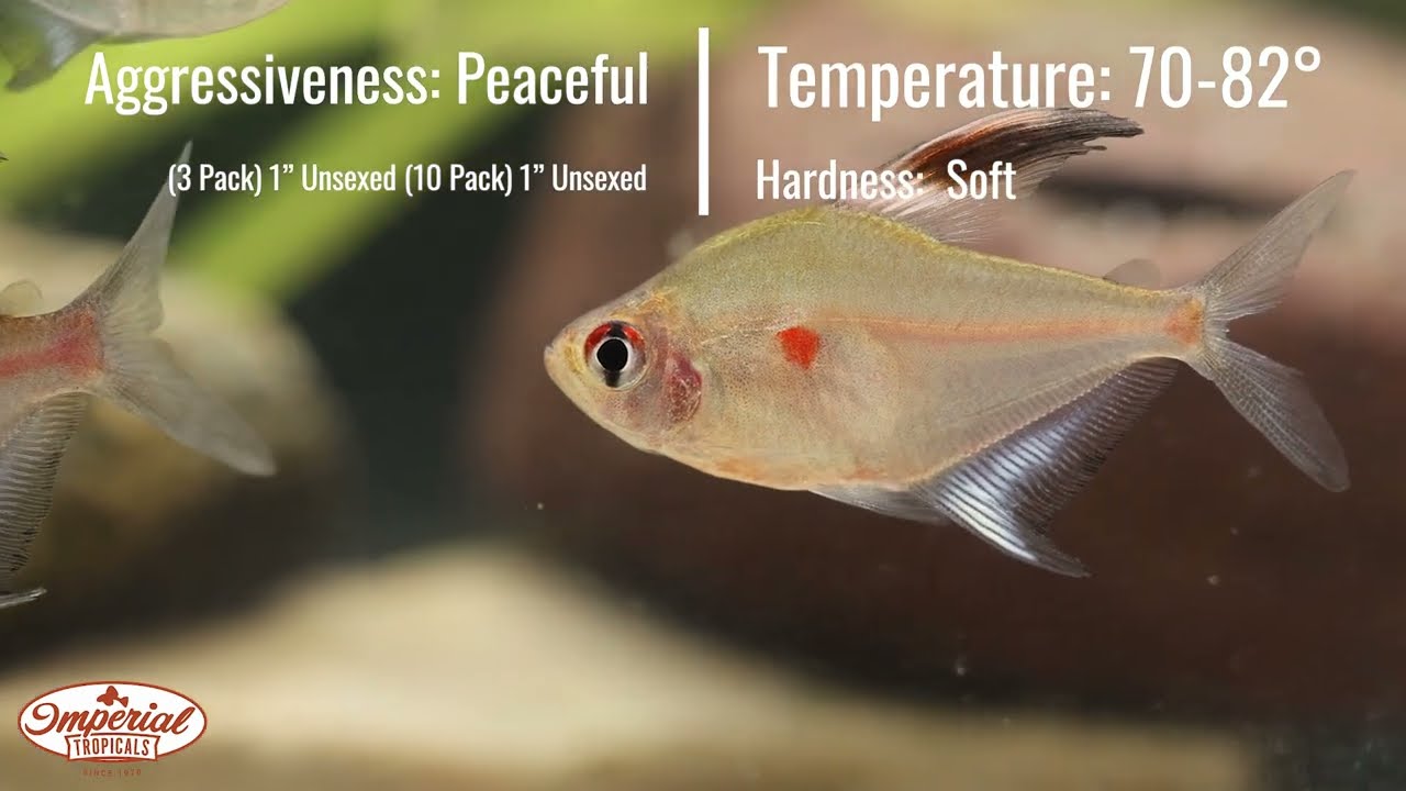 Bleeding Heart Tetra (Hyphessobrycon erythrostigma) #imperialtropicals