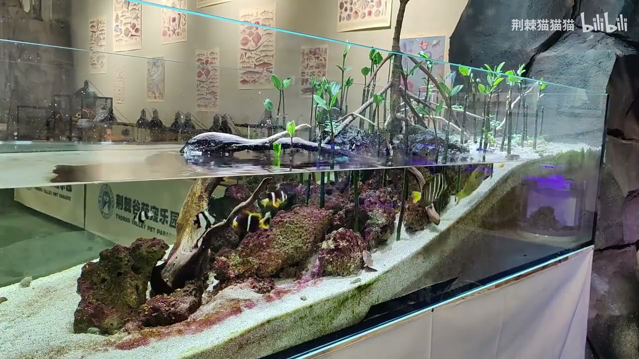 潮汐海缸＃reefaquarium#coralreef #reefbuilders #reefkeeping #reeftank #reeftank #marineaquariumfish