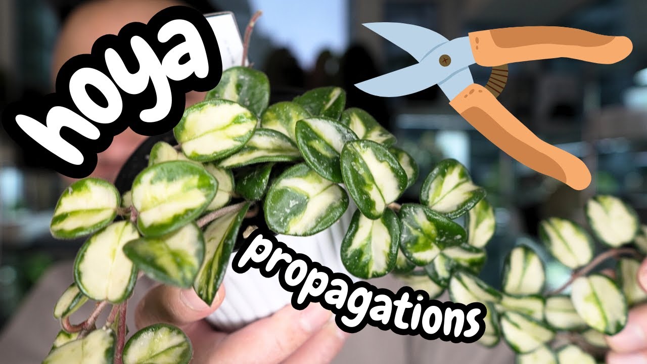 taking my FAVOURITE HOYAS and cutting them into pieces 😮 |  my favourite plants