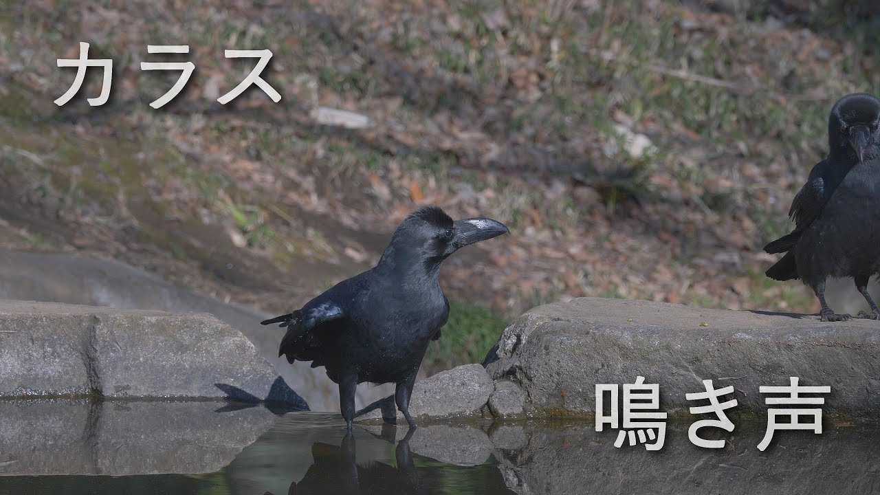 カラスの鳴き声 と おまけ(4K60p)