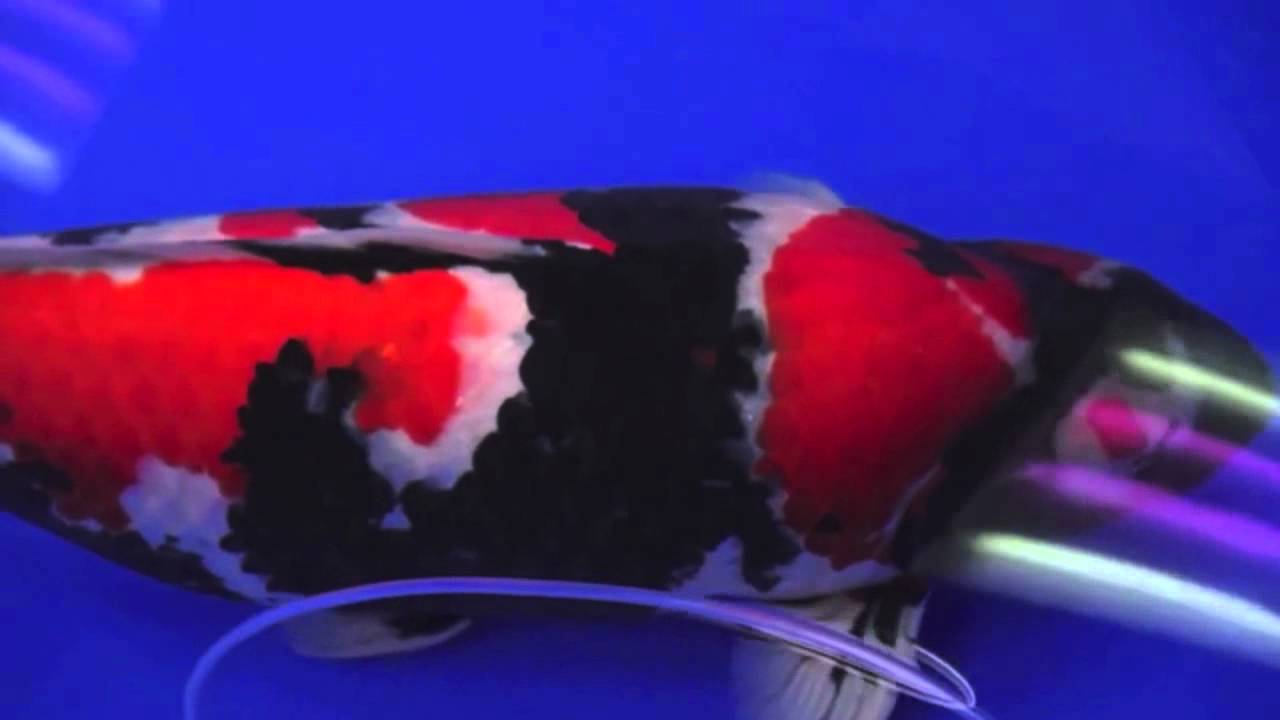Grand Champion of All japan koi show 2012