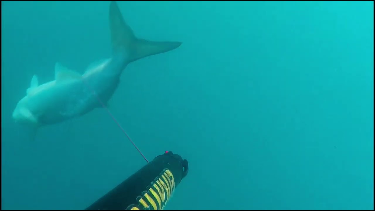 PescaSub: pescata invernale con grosso predatore (MASSYSUB)