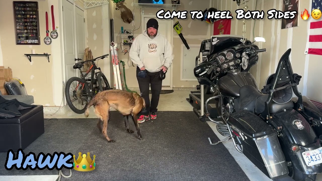 Belgian Malinois Training | dog obedience school | behavior modification | advance obedience | OBKS 