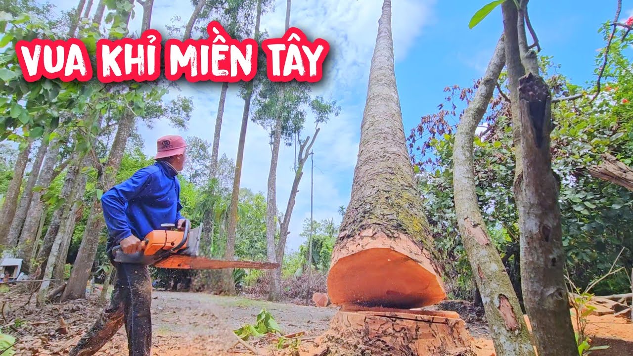 Vua Khỉ cưa bật gốc 3 cây Dầu Khủng và lý do cưa hạ bỏ 3 cây Dầu thật đáng buồn.