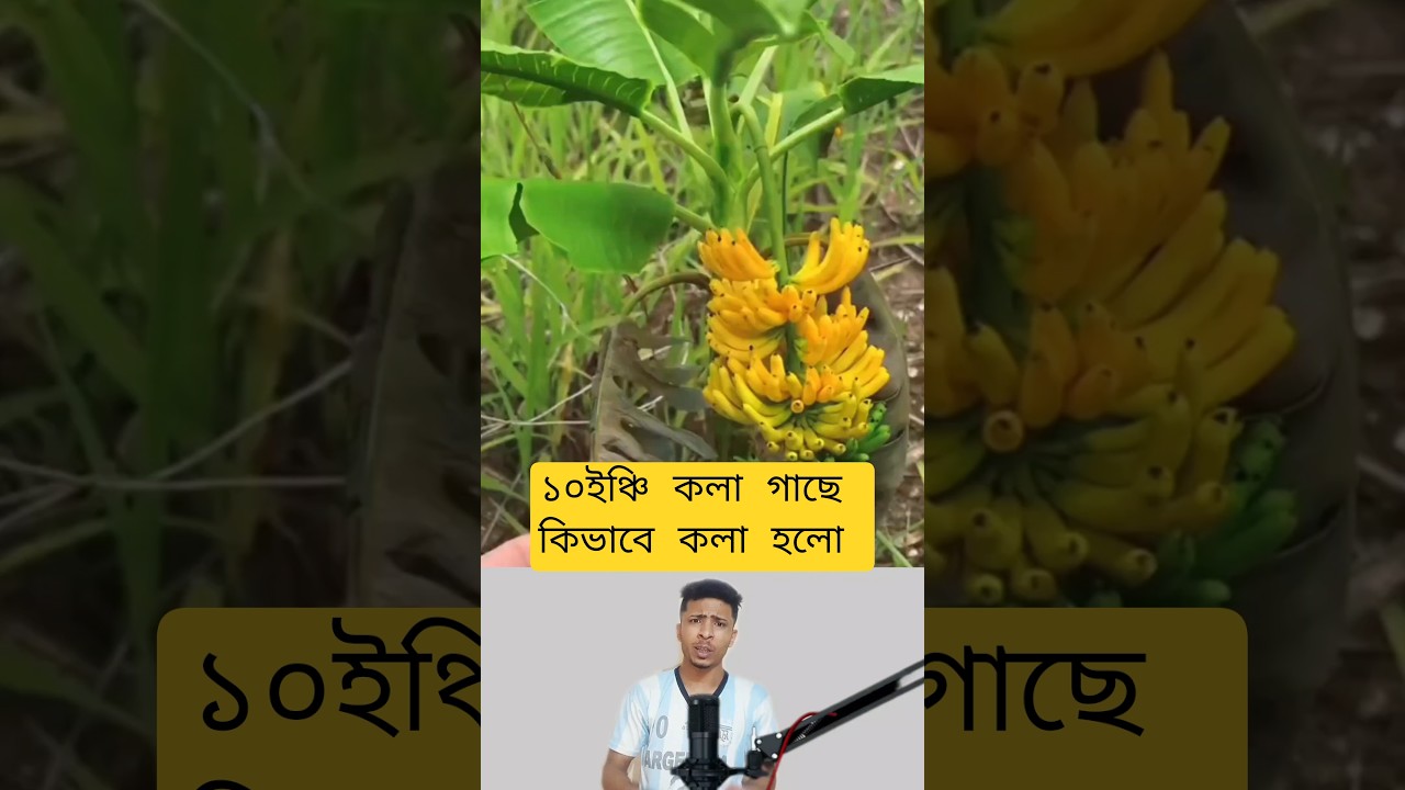 How Banana Trees Produce Fruit