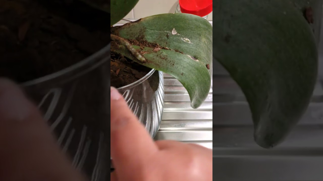 Replante de uma orquídea que ganhei pra recuperar.