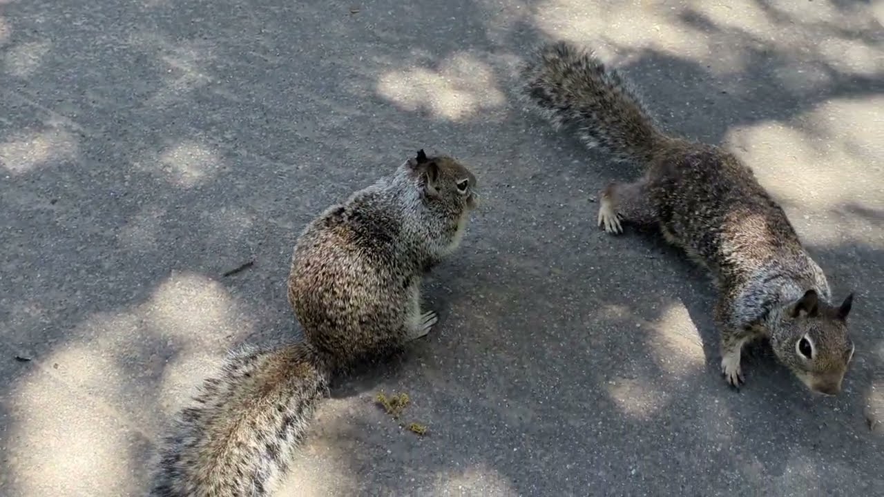 Cat TV for Cats to Watch - Playful Squirrels at the Park / Nature Relaxation Film