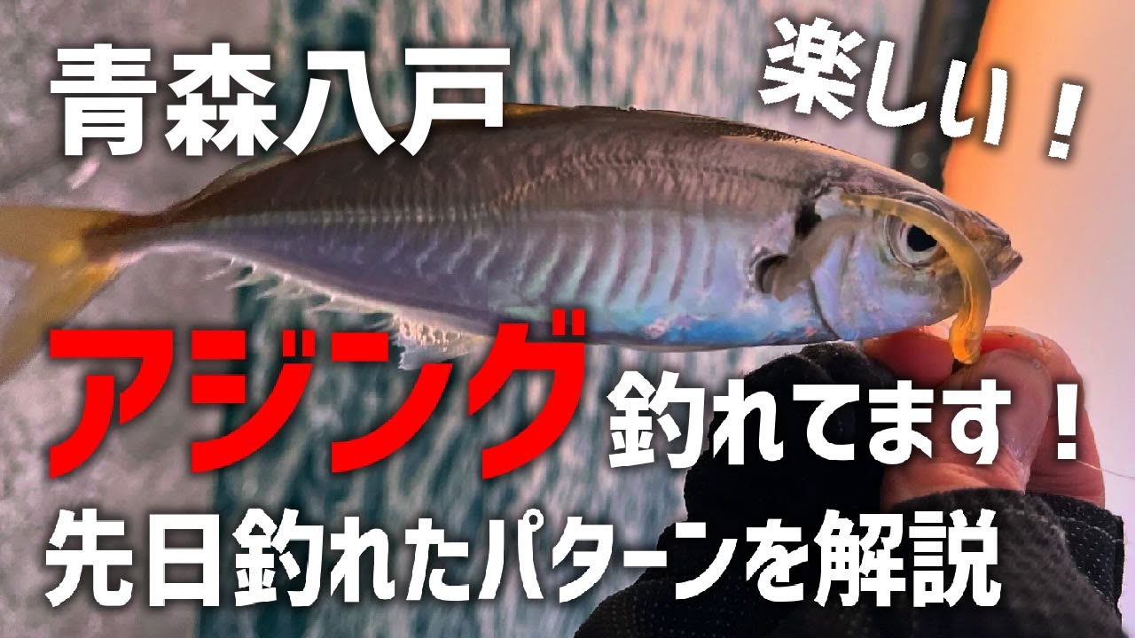 【青森八戸】秋のアジングが好調！？今回釣れたパターンを解説！鯵フライがうますぎる