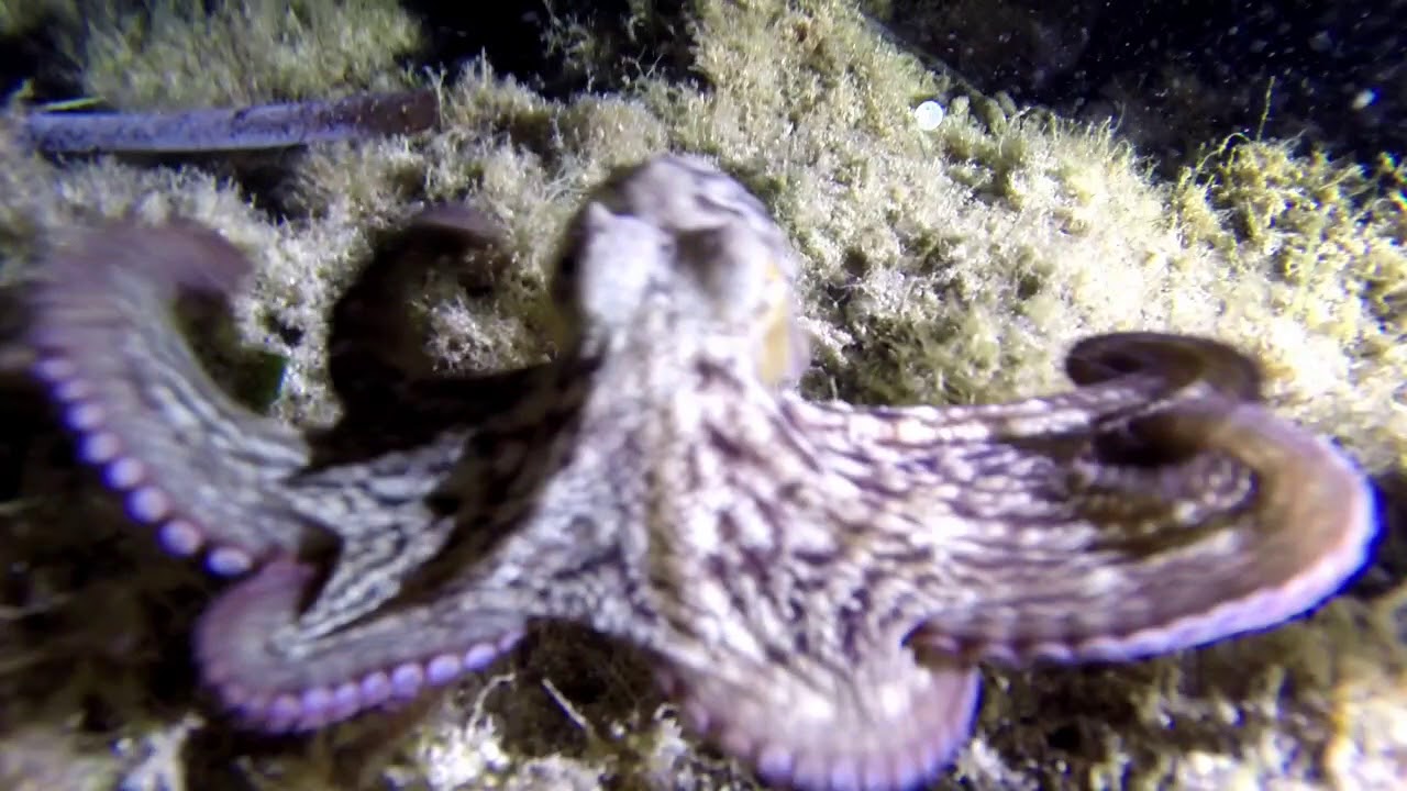 Solo Night CCR Diving