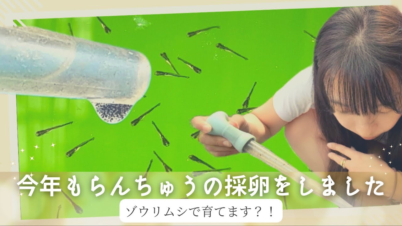 【検証‼️】らんちゅう針子にゾウリムシを与え続けた結果