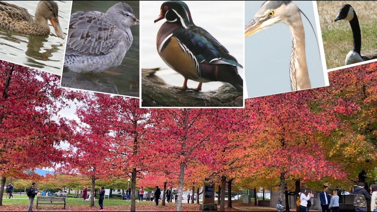 Amazing Water Birds @ Stanley Park, Vancouver