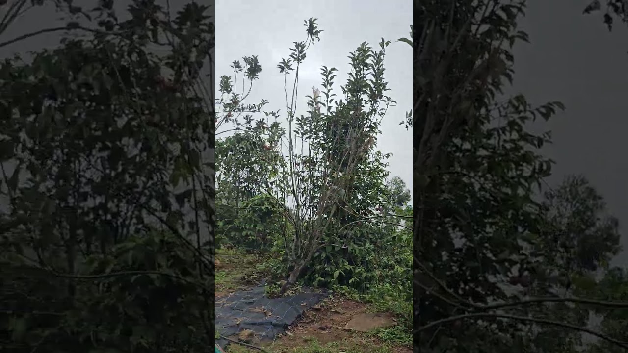 Apple Farm at Kanthalloor(4)