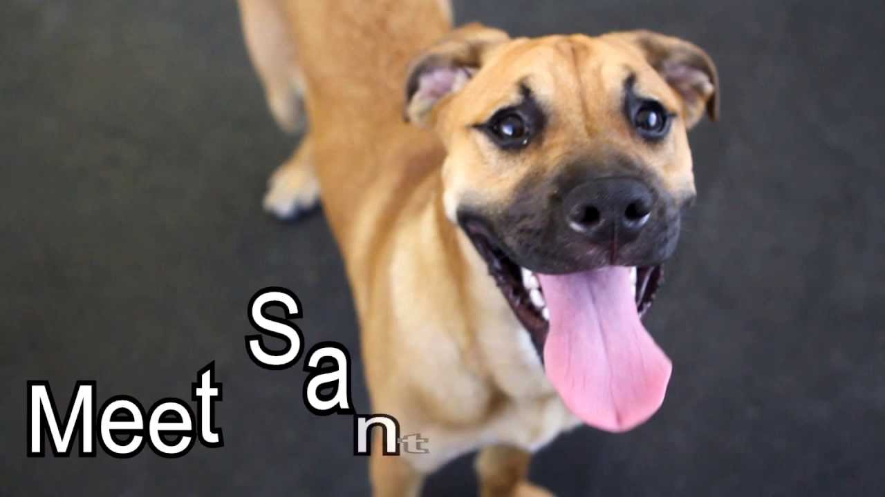 Paws Rescue Adoptables: Santo (Adopted)