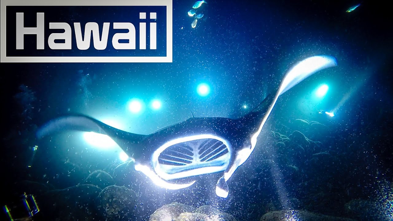 Kona Hawaii 2017 - Manta Ray Dive & Blackwater Dive
