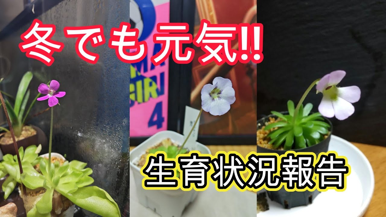 ついに花開く!!　冬でも元気な食虫植物たちの一部をお見せします。