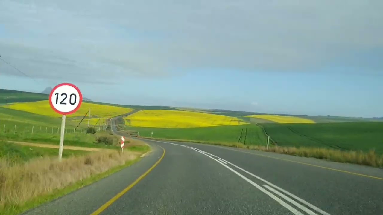 Road Tripping through the Canola fields of the Western Cape.