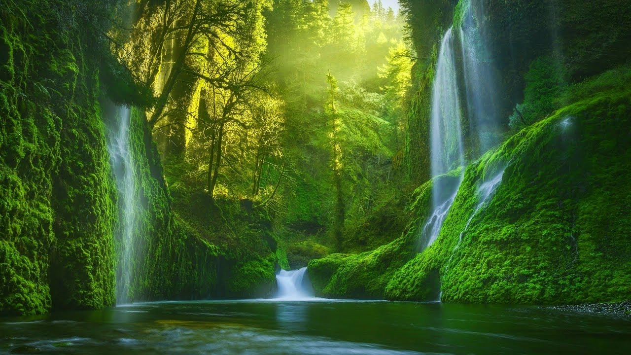 Музыка, успокаивающая нервы, музыка, лечащая сердце и сосуды 🌳🌲Успокойте разум и устраните тревогу