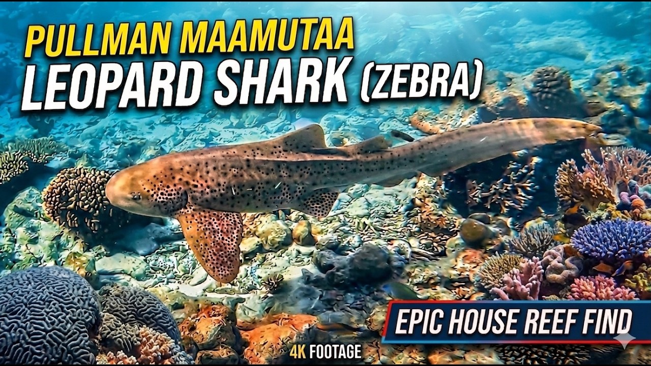 Best of Snorkeling in Maldives Maamutaa – Healthy Corals at Pullman Resort (February 2025)