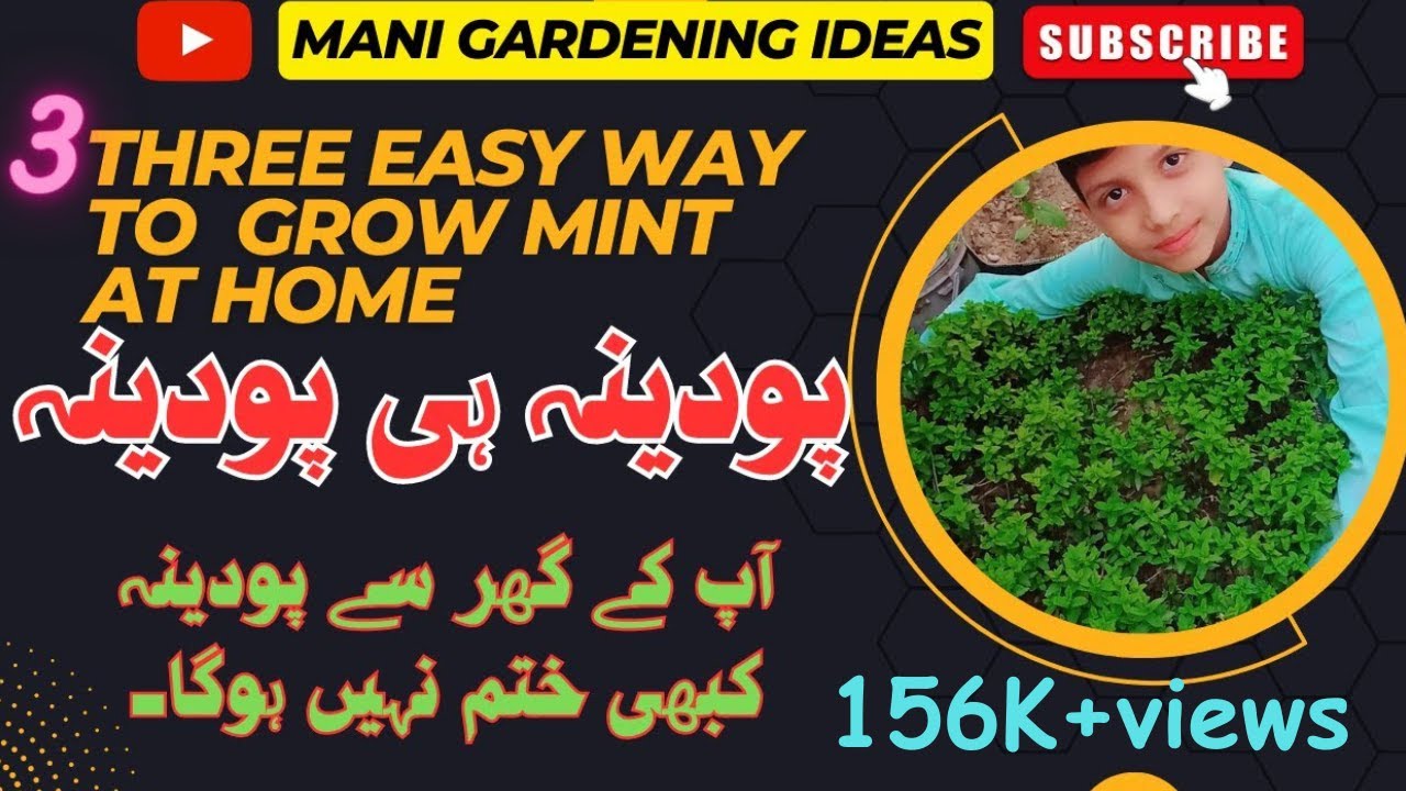 Three easy way to grow mint at home  #mint