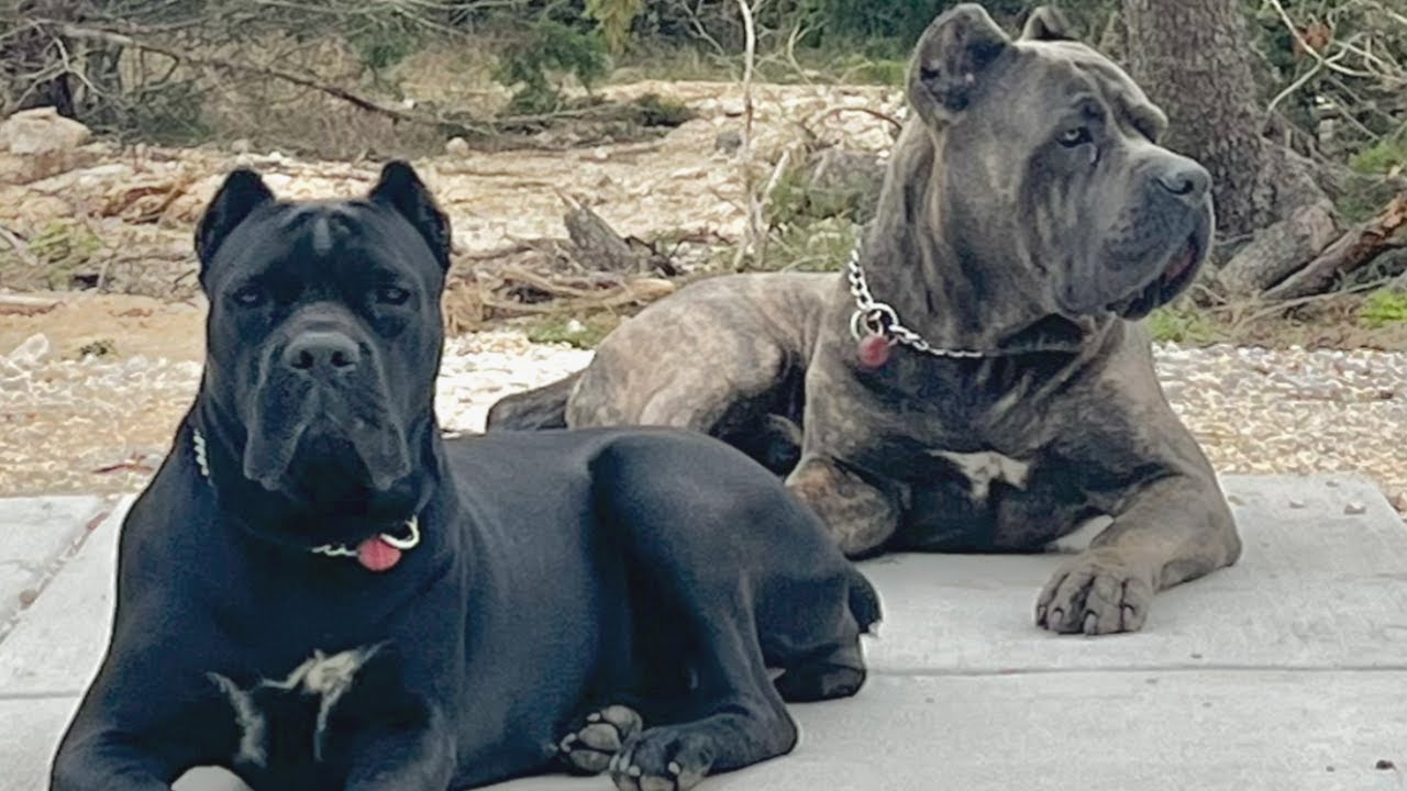 CANE CORSO Dog PROTECTING His Owner