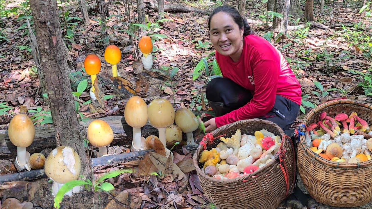 เก็บเห็ดระโงกขาวเหลืองเห็ดตะไค เห็ดผึ้งดำ แดง เหลือง และสีชมพู เห็ดรวมนานาชนิดได้เป็นหาบ!!05มิ.ย2567