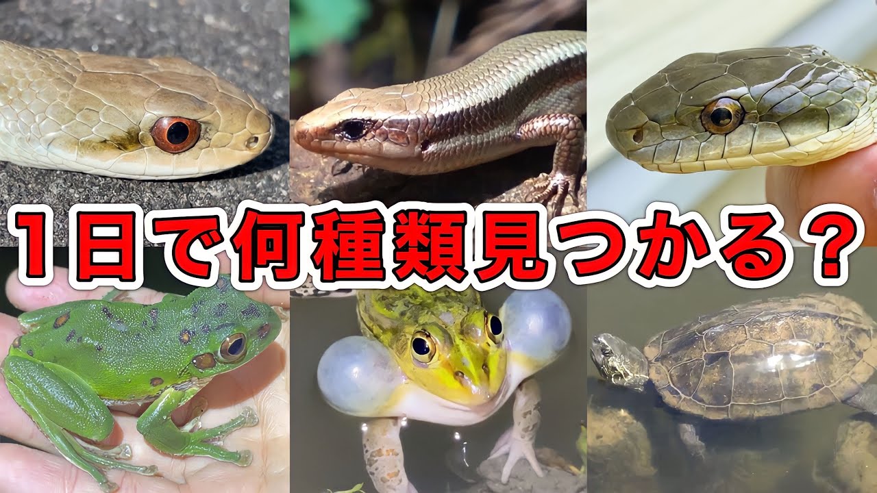 1日本気出せば爬虫類と両生類って何種類見つかる？！