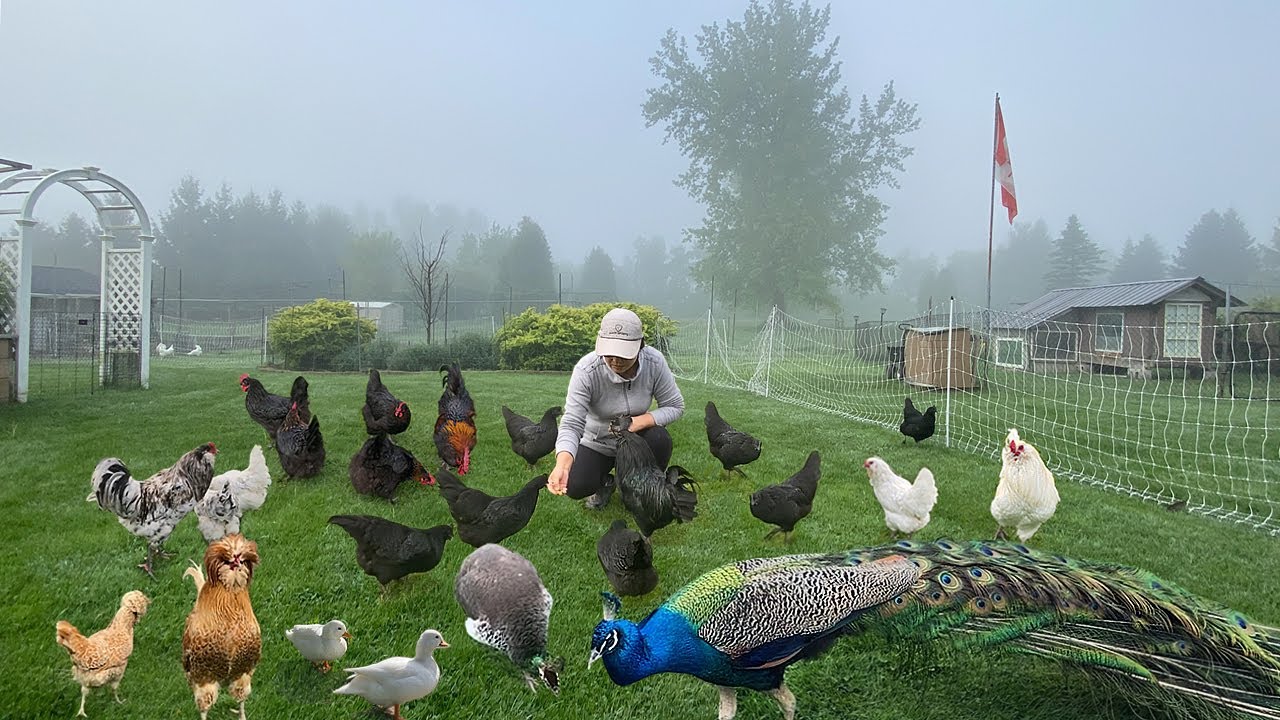 A Peaceful Day on the Organic Farm: Caring Pets, Fulfill Chick & Egg Orders, Harvest & Making Meals